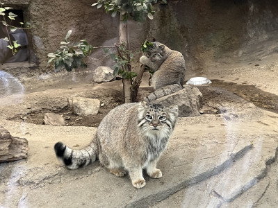 マヌルネコ