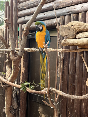 オウム