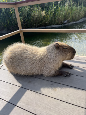 カピバラ